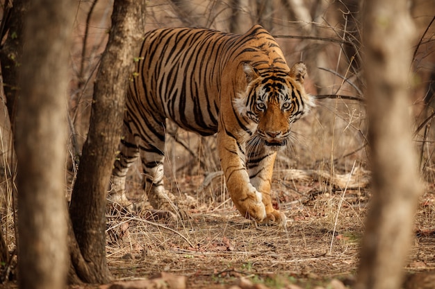 Incredibile tigre del Bengala nella natura