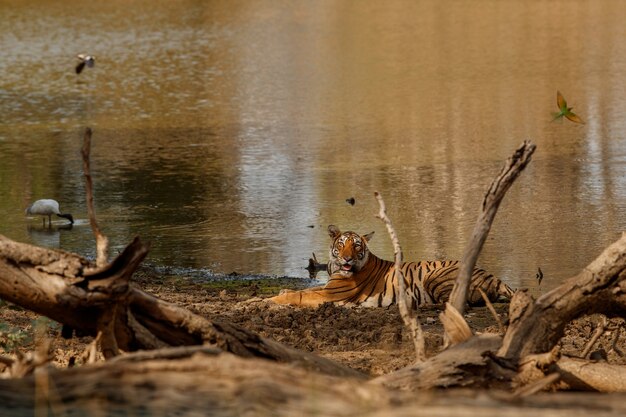 Incredibile tigre del Bengala nella natura