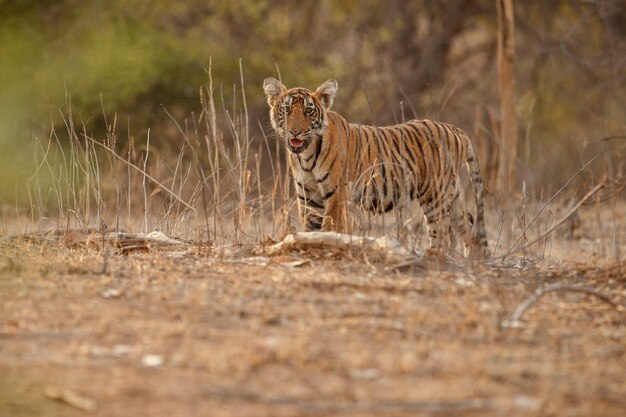 Incredibile tigre del Bengala nella natura