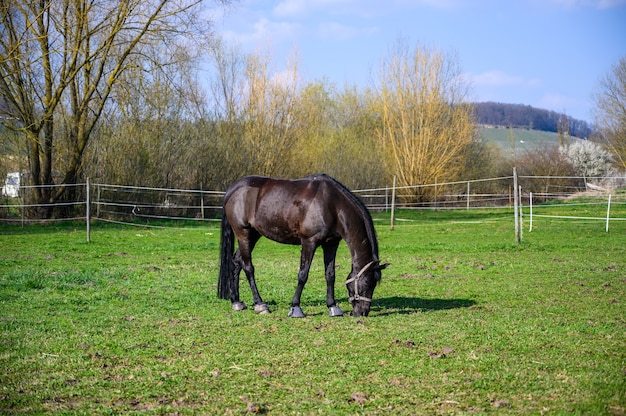Incredibile vista di un bellissimo cavallo nero che mangia un'erba