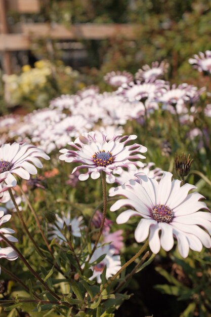 Incredibile vista ravvicinata del bellissimo Osteospermum fruticosums