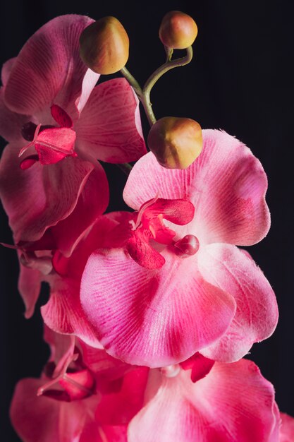 Incredibili fioriture rosa fresche sul ramoscello