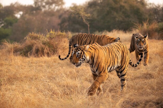 Incredibili tigri del Bengala nella natura