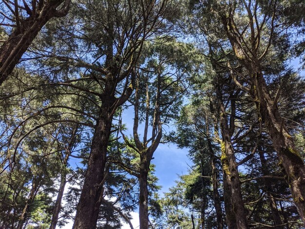 Inquadratura dal basso degli alberi ad alto fusto della foresta sotto il cielo luminoso