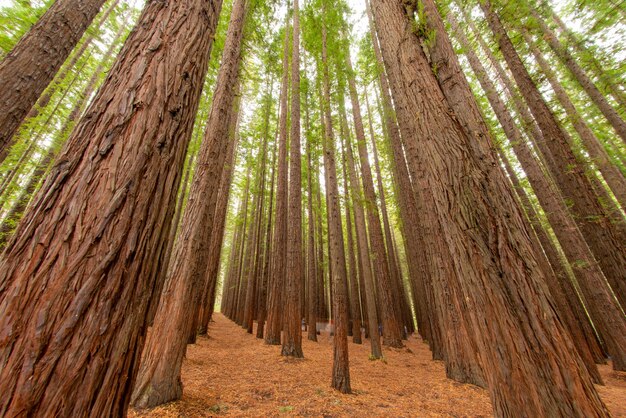 Inquadratura dal basso degli alberi in una foresta di sequoie