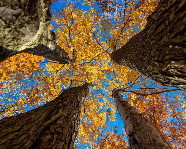 Inquadratura dal basso degli spessi steli di legno di quattro alberi dalle foglie gialle