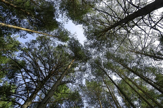 Inquadratura dal basso dei bellissimi alberi ad alto fusto con foglie verdi sotto il cielo luminoso