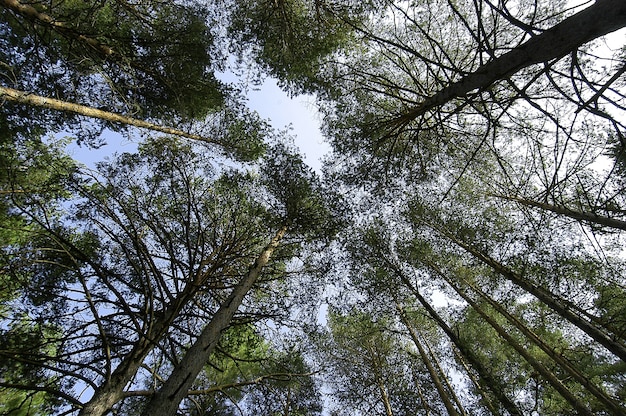 Inquadratura dal basso dei bellissimi alberi ad alto fusto con foglie verdi sotto il cielo luminoso