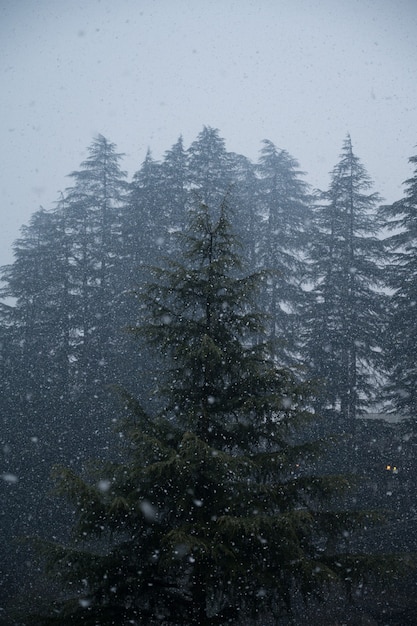 Inquadratura dal basso dei bellissimi pini catturati durante la nevicata