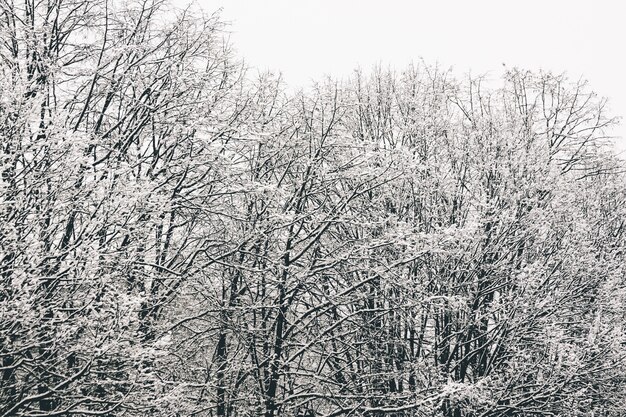 Inquadratura dal basso dei rami degli alberi completamente ricoperti di neve