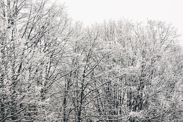 Inquadratura dal basso dei rami degli alberi completamente ricoperti di neve
