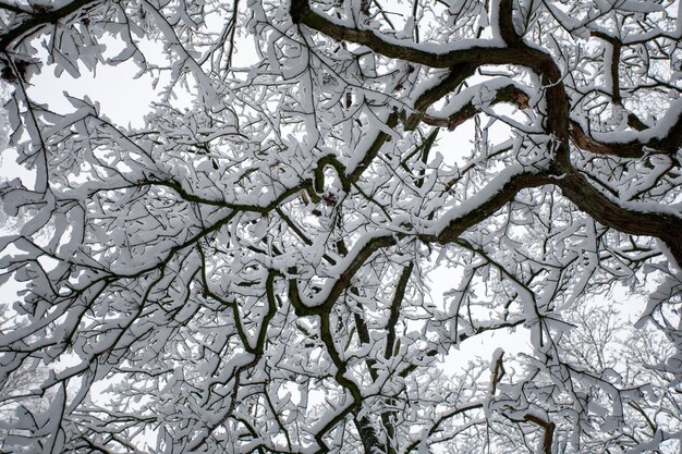 Inquadratura dal basso dei rami di un albero coperto di neve in inverno