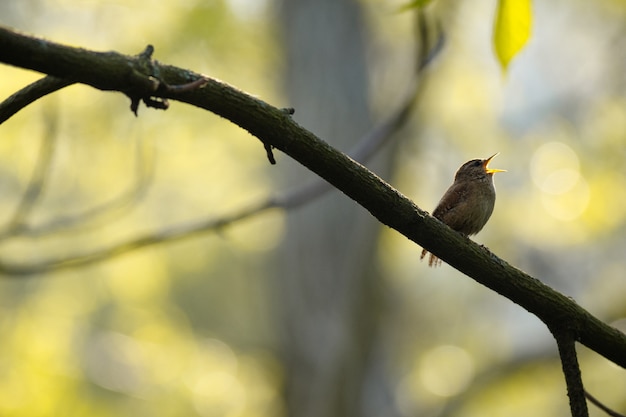 Inquadratura dal basso del fuoco selettivo di un uccello esotico sul ramo di un albero