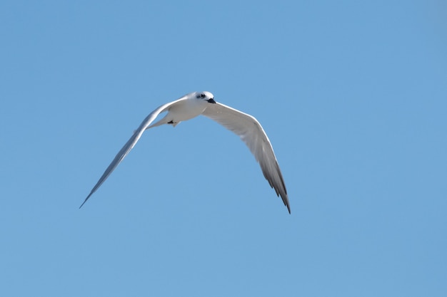 Inquadratura dal basso del gabbiano bianco che si libra nel cielo azzurro in una soleggiata giornata estiva