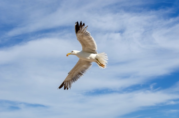 Inquadratura dal basso del gabbiano reale europeo in volo sotto un cielo nuvoloso