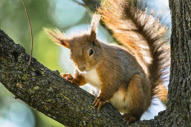 Inquadratura dal basso del primo piano di uno scoiattolo sul ramo di un albero sotto la luce del sole