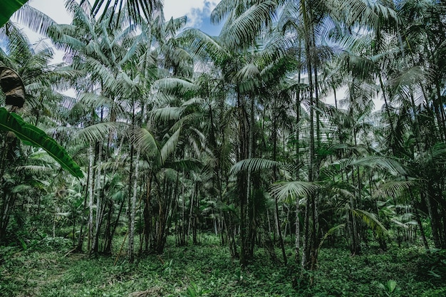 Inquadratura dal basso delle alte palme nella foresta selvaggia in Brasile