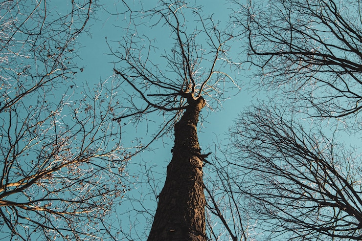 Foto gratuito inquadratura dal basso di alberi ad alto fusto contro un cielo blu durante il giorno