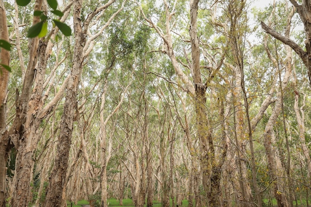 Inquadratura dal basso di alberi ad alto fusto mezzo nudo in una foresta