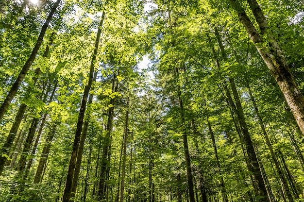 Inquadratura dal basso di alberi ad alto fusto nella foresta in una giornata di sole