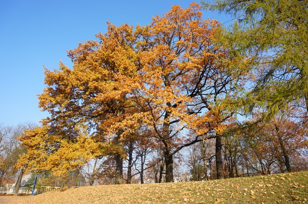 Inquadratura dal basso di alberi autunnali con foglie gialle contro un cielo blu chiaro in un parco