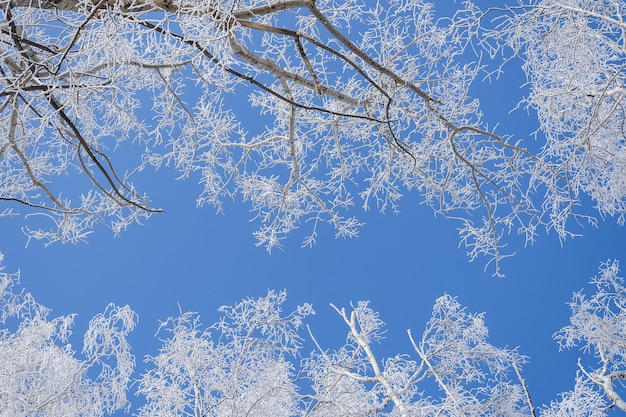 Inquadratura dal basso di alberi coperti di neve con un cielo blu chiaro sullo sfondo
