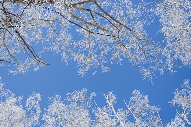 Inquadratura dal basso di alberi coperti di neve con un cielo blu chiaro sullo sfondo