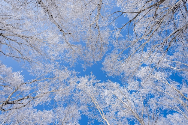 Inquadratura dal basso di alberi coperti di neve con un cielo blu chiaro sullo sfondo