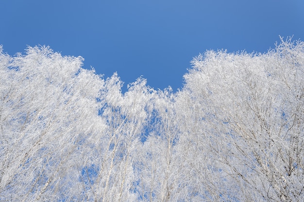 Inquadratura dal basso di alberi coperti di neve con un cielo blu chiaro