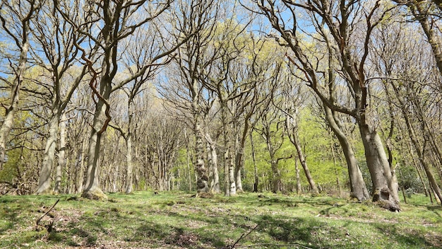Inquadratura dal basso di alberi spogli durante la primavera in una giornata di sole