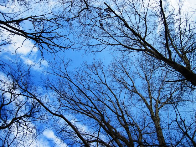 Inquadratura dal basso di alberi spogli nella foresta con un cielo blu