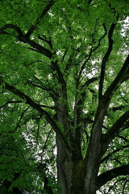 Inquadratura dal basso di alti alberi verdi sull'isola di Mainau in Germania
