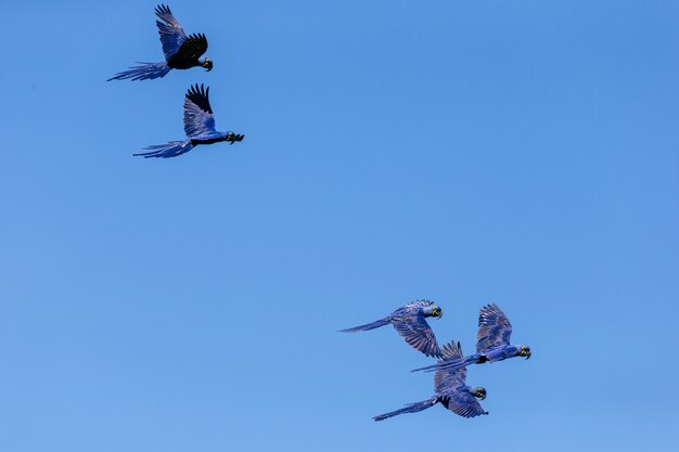 Inquadratura dal basso di Ara giacinto che volano nel cielo blu durante il giorno