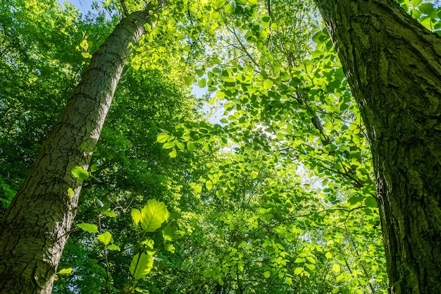 Inquadratura dal basso di bellissimi alberi a foglia verde sotto un cielo luminoso