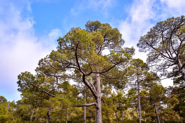 Inquadratura dal basso di enormi pini nella foresta con un cielo blu chiaro