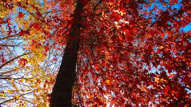 Inquadratura dal basso di foglie di autunno rosse su un albero