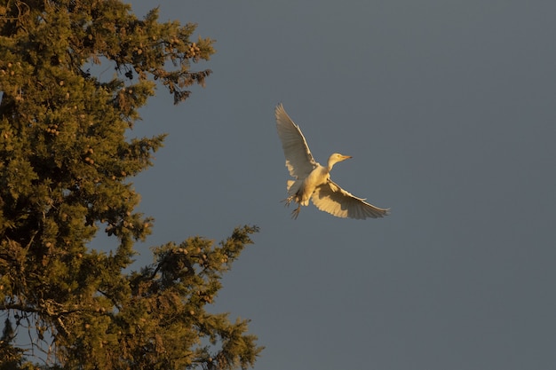 Inquadratura dal basso di garzette al tramonto