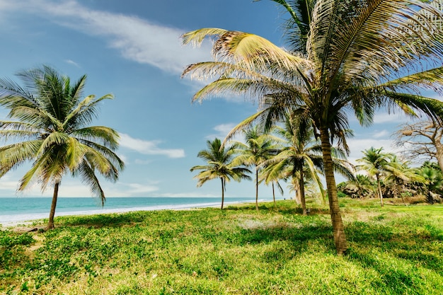 Inquadratura dal basso di palme circondate dal verde e dal mare sotto un cielo nuvoloso blu