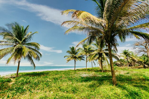 Inquadratura dal basso di palme circondate dal verde e dal mare sotto un cielo nuvoloso blu