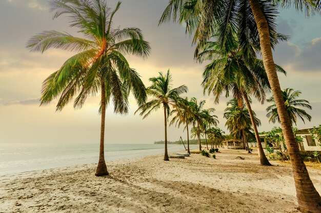 Inquadratura dal basso di palme su una spiaggia di sabbia vicino a un oceano sotto un cielo blu al tramonto