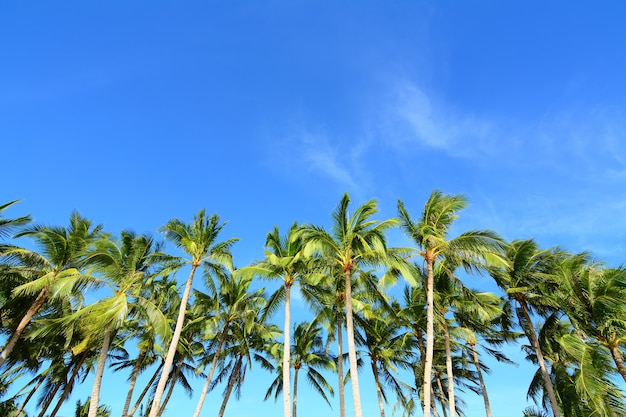 Inquadratura dal basso di palme sul cielo azzurro chiaro