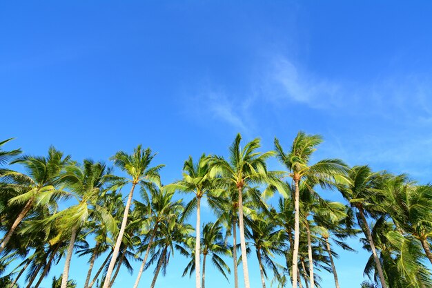 Inquadratura dal basso di palme sul cielo azzurro chiaro