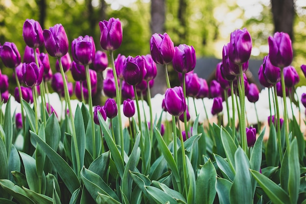 Inquadratura dal basso di tulipani viola in fiore in un campo