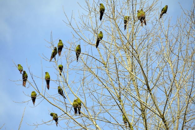 Inquadratura dal basso di uccelli appollaiati sui rami spogli di un albero