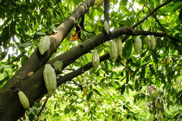 Inquadratura dal basso di un albero di cacao con fave di cacao in fiore su di esso