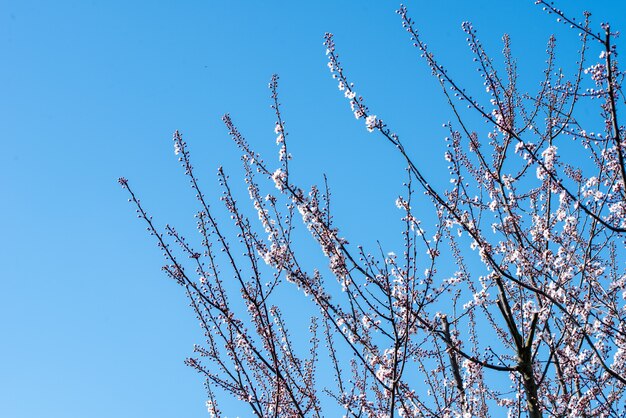 Inquadratura dal basso di un albero in fiore con un cielo blu chiaro