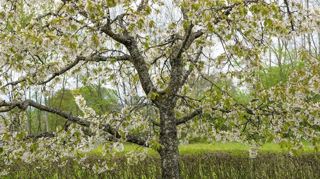 Inquadratura dal basso di un albero in fiore durante la primavera