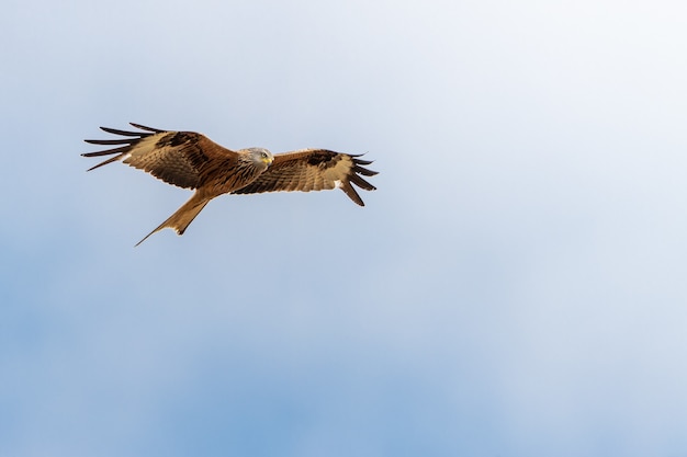 Inquadratura dal basso di un'aquila che vola sotto un cielo blu chiaro