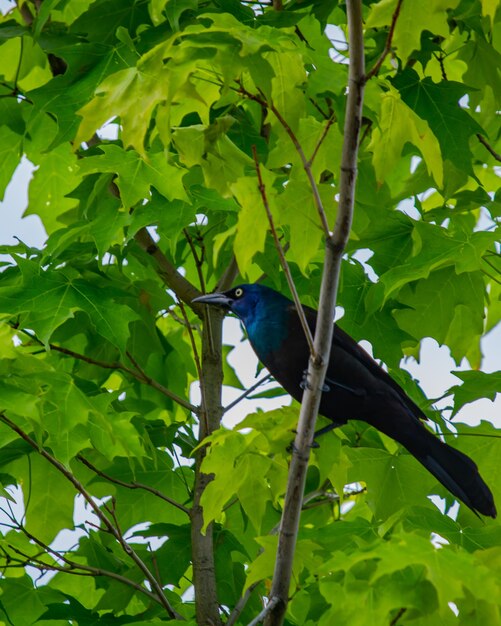 Inquadratura dal basso di un bel corvo su un ramo di un albero