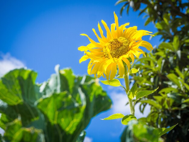 Inquadratura dal basso di un bel girasole sotto il cielo nuvoloso mozzafiato